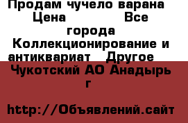 Продам чучело варана › Цена ­ 15 000 - Все города Коллекционирование и антиквариат » Другое   . Чукотский АО,Анадырь г.